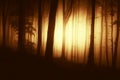 Dark mysterious forest with fog at sunset before Halloween Royalty Free Stock Photo