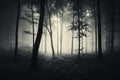 Dark mysterious forest on Halloween Royalty Free Stock Photo