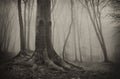 Dark mysterious forest with old tree and fog