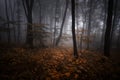 Dark mysterious forest with red leaves and fog on Halloween