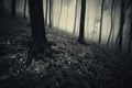 Dark mysterious haunted forest with fog Royalty Free Stock Photo