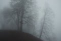 Dark and mysterious spooky forest shrouded in fog. Royalty Free Stock Photo