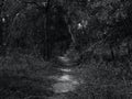 Subtropical Florida Landscape With White Sandy Path Through Dark Trees and Shrubs Royalty Free Stock Photo