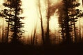 Dark mysterious surreal Transylvanian forest with fog