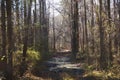 Dark mysterious wooded path Royalty Free Stock Photo