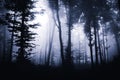 Dark mysterious woods with fog at night Royalty Free Stock Photo