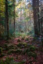 Dark mystical forest with rocks with moss