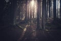 Dark mystical forest