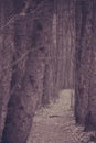 Dark narrow trail in the woods Royalty Free Stock Photo