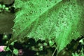 Dark natural background with rain drops on green grape leaves closeup Royalty Free Stock Photo