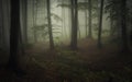 Dark natural forest with fog and green vegetation