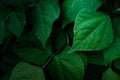Dark natural leafy background