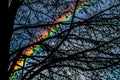 Dark natural tree during spring with a colorful rainbow