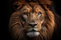 Dark nature portrait lion power hunter cat africa hair animal predator feline face strength big Royalty Free Stock Photo