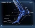 X ray of bones the of foot. Medial view