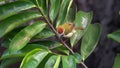 Dark-necked Tailorbird Orthotomus atrogularis Drying Feathers after Rain