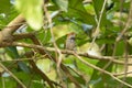 Dark Necked Tailorbird, Orthotomus atrogularis, Garbhanga Forest Reserve Royalty Free Stock Photo