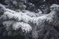 Dark needles of pine covered with frost in the winter season, Royalty Free Stock Photo