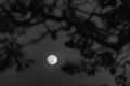 Dark night forest against full moon. Full moon at night, viewed through tree branches.