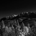 Dark night landscape of pine trees in mountains. Black and white photo Royalty Free Stock Photo