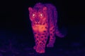 Snow leopard walks through the dark landscape in a nocturnal scene under low light conditions Royalty Free Stock Photo