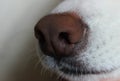 Dark nose of a white dog close up. husky nose Royalty Free Stock Photo