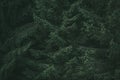 Dark old forest dense pine spruce trees