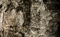 Dark Old Tree Bark for texture background Royalty Free Stock Photo