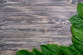 Dark old wooden background with beautiful fresh hosta leaves arranged in a corner. Vintage mockup. Angle border design. Top view