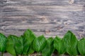 Dark old wooden background with beautiful fresh hosta leaves arranged in a row. Vintage mockup. Top view.