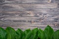 Dark old wooden background with beautiful fresh hosta leaves arranged in a row. Vintage mockup. Top view. Flat lay