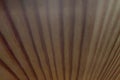 Dark old wooden table texture background top view. Soft focus