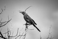 A dark, ominous, creepy bird sits on dead sticks against a gray sky Royalty Free Stock Photo