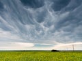 Dark and ominous mammatus storm clouds over a canola field Royalty Free Stock Photo