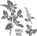 Dark opal basil plant silhouette vector illustration