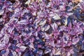 Dark opal purple basil Royalty Free Stock Photo