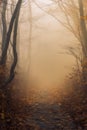 dark orange colored forest with mist and fog. fantasy forest.