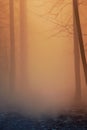 dark orange colored misty foggy forest. Royalty Free Stock Photo