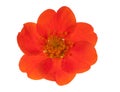Dark orange flower isolated on white Royalty Free Stock Photo