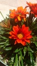 Dark orange flower of ornaments.