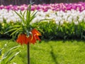 Dark orange Fritillaria Imperialis Aurora flower with tulip background Royalty Free Stock Photo