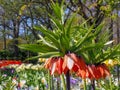 Dark orange Fritillaria Imperialis Aurora flowers with colorful flower tulip background Royalty Free Stock Photo