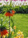 Dark orange Fritillaria Imperialis Aurora flowers with colorful tulip flower field background Royalty Free Stock Photo