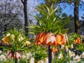 Dark orange Fritillaria Imperialis Aurora flowers with green leaves Royalty Free Stock Photo