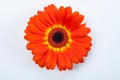 Dark Orange Gerbera Daisy Flower Close Up on White Background Royalty Free Stock Photo