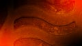 Dark orange Grunge Abstract Texture Background Wallpaper. Royalty Free Stock Photo