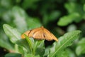 Dark orange heliconian moth sitting on a bed of leaves Royalty Free Stock Photo