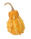 Dark orange pear-shaped ornamental gourd