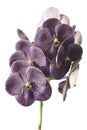 Dark orchid vanda (dark chocolate) isolated on white