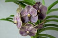 Dark orchid vanda (dark chocolate). Tropical flower.